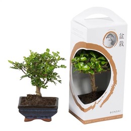 Смешанный Бонсай-Керамика 12 СМ В Подарочной Коробке. ( Bonsai Mixed In W12cm Ceramic In Giftbox Zen