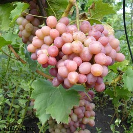 Виноград Ливия