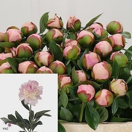Paeonia L Angel Cheeks Ex (Пион Анжел Чекс Экстра) В55