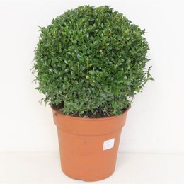 Сфера Buxus Sempervirens ( Buxus Sempervirens Sphere ) W 24 H 30