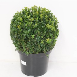 Сфера Buxus Sempervirens ( Buxus Sempervirens Sphere ) W 26 H 32,5