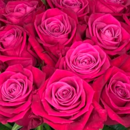 Rosa Cosmic (Роза Космик) В40 Цветы Удмуртии