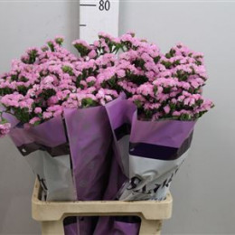 Limonium S Rosel Su Birds (Лимониум Статица Росель Бердс)В65