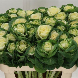 Brassica Crane White (Брассика Кране Вайт) В80