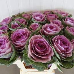 Brassica crane pink (Брассика Кране Пинк) В70