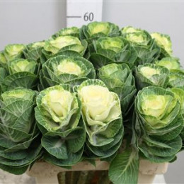 Brassica Crane White (Брассика Кране Вайт) В60
