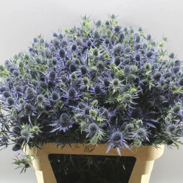 Eryngium Mag Blue Lagoon (Эригиум Маг Блу Лагун) В50