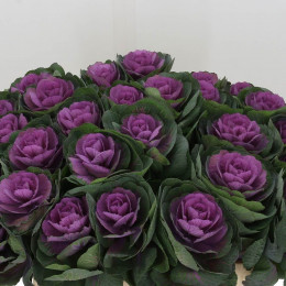 Brassica Crane Red (Брассика Кране Ред) В70