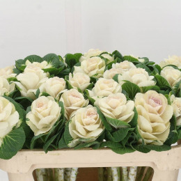 Brassica Crane White (Брассика Кране Вайт) В75