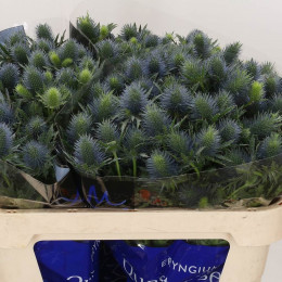 Eryngium Supernova (Эрингиум Супернова) В60