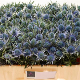 Eryngium apus questar(Эрингиум апус квестар)В50