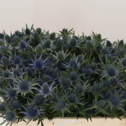 Eryngium Aqua Questar (Эрингиум Аква Квестар) В50