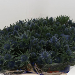 Eryngium Aqua Questar (Эрингиум Аква Квестар) В60