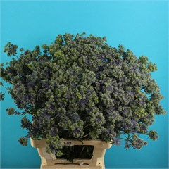 Eryngium magical symphony (Эрингиум мэджикал симфони) В45
