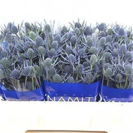 Eryngium Blue Dynamite (Эрингиум Блу Динамит) В50