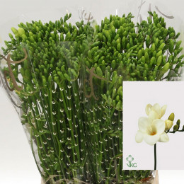 Freesia en ambassador(Фрезия эн Амбассадор)В50