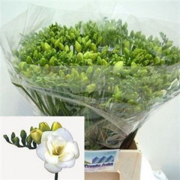 Freesia Du Versailles (Фрезия Ду Версаллес) В70