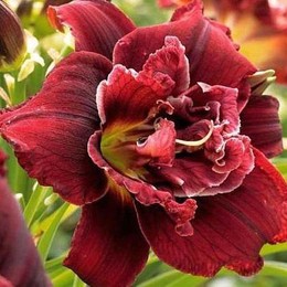 Лилейник гибридный Double Red Royal (Дабл Ред Роял)