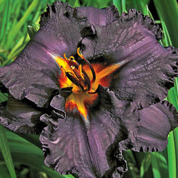 Лилейник гибридный Longfields Black Magic (Лонгфилдс Блэк Мэджик)