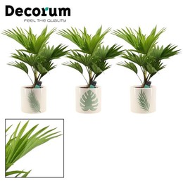 Ливистона круглолистная 12 см в Мануке (спирея мечты ( Livistona Rotundifolia 12 Cm In Manouk (dream