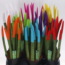 Сансевиерия Бархатное Прикосновение Смешанное ( Sansevieria Velvet Touch Mixed ) W 12 см H 45 см 2