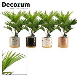 Livistona Rotundifolia 12 см в блестках (glam Empi ( Livistona Rotundifolia 12 Cm In Sparkle (glam E