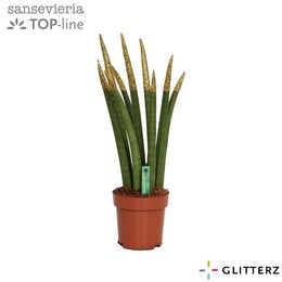 Сансевиерия Бархатное прикосновение ( Sansevieria Velvet Touchz Glitterz Gold ) W 12 см H 45 см