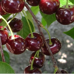 Вишня Ксения