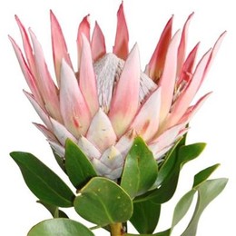 Protea King (Протея Кинг) В50