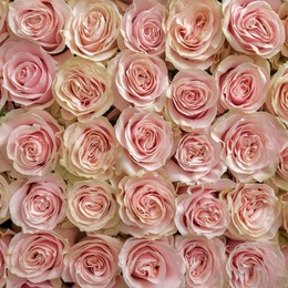 Rosa Gr Pink Mondial ( Пинк Мондиал ) В60 SUNSET VALLEY