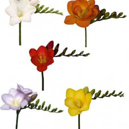 Freesia *10 Mix  (Фрезия *10 Микс) В50