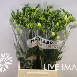 Freesia du riga(Фрезия ду Рига) В50