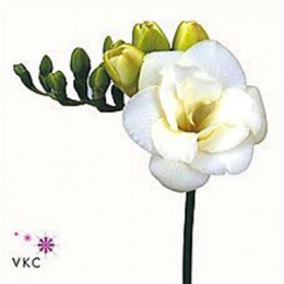 Freesia du versailles(Фрезия ду версайллес) В40