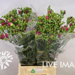 Freesia du purple rain(Фрезия ду перпл рейн) В52
