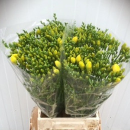 Freesia du yvonne(Фрезия ду Ювонн)В56