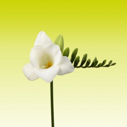 Freesia en alba river (Фрезия эн альба ривер) В40