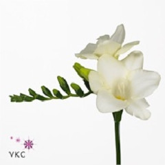 Freesia en ambiance( Фрезия эн амбианс) В40