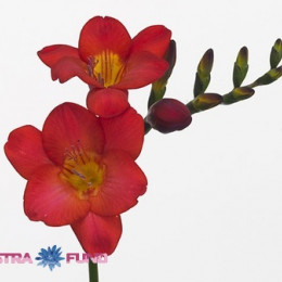 Freesia en red passion(Фрезия эн ред пассион) В55