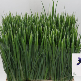Iris Blue Magic (Ирис Блу Меджик) В65