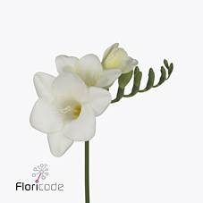 Freesia En White River (Фрезия Эн Вайт Ривер) В50