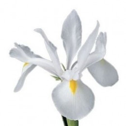 Iris Casablanca (Ирис Касабланка) В70