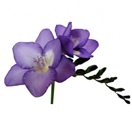 Freesia en valda(Фрезия эн Валда) В50