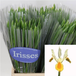 Iris Apollo (Ирис Аполло) В65