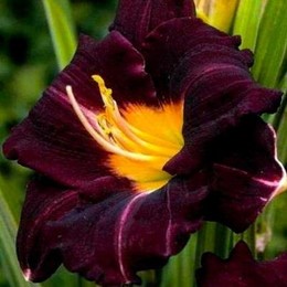 Лилейник гибридный Super Purple (Супер Пепл)