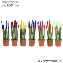 Сансевиерия Бархатное прикосновение ( Sansevieria Velvet Touchz Mixed ) W 12 см H 45 см