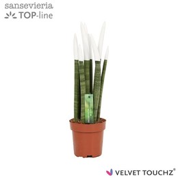 Сансевиерия Бархатное прикосновение ( Sansevieria Velvet Touchz White ) W 12 см H 45 см