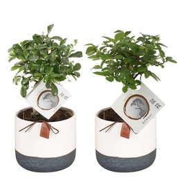 Горшок для Бонсай, W12 См, Горшок Без углерода, W14 См, Монстр ( Bonsai Pot W12cm Carbon Free Pot In
