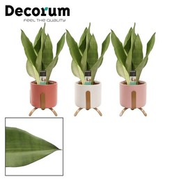 Сансевиерия Самогонная 12 см в Луке (моменты-колле ( Sansevieria Moonshine 12 Cm In Luca (moments-co