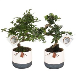 Горшок для Бонсай, W15 См, Горшок Без углерода, W14 См, Монстр ( Bonsai Pot W15cm Carbon Free Pot In