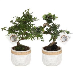 Горшок Для Бонсай, W15 См, Горшок Без Углерода, Горшок W14 См ( Bonsai Mixed Pot W15cm Carbon Free P